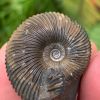 Ammonite - Russia