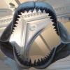 Ricostruita la balena più antica del Mediterraneo - ultimo messaggio di Davideraptor85 