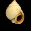 Conus (Tesselliconus) tessulatus  Born, I. von, 1778 - Filippine - ultimo messaggio di niccosan 