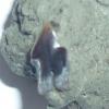 Armadillidium Vulgare e trilobiti - ultimo messaggio di andreadente 