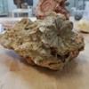 ammonite piritizzata incanutita - ultimo messaggio di bisnonno 