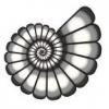 Ammoniti di Cap blanc nez - ultimo messaggio di Estwing 